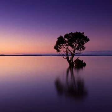 Tree Silhouette, Sunset, Horizon, Body of Water, Dusk, Reflection, Purple sky, 5K