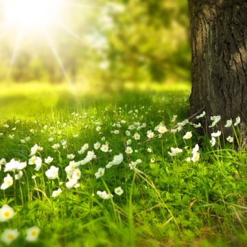 Tree Trunk, Meadow, Greenery, Sunlight, White flowers, Selective Focus, Grass, Wood