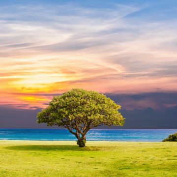 Green Tree, Ocean view, Grassland, Summer, Sunset, Horizon, Landscape, Scenery, 5K