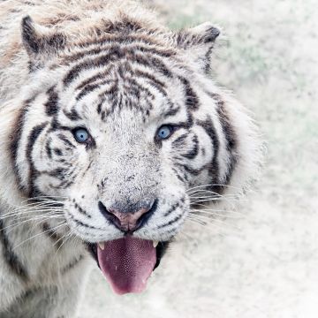 White tiger, Wild animal, Big cat, Predator, Carnivore, Closeup, Zoo