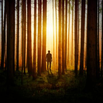 Silhouette, Aesthetic, Man, Standing, Sunset, Forest, Woods, 5K