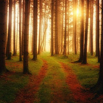 Foreign, Path, Sunlight, Ambiance, Woods