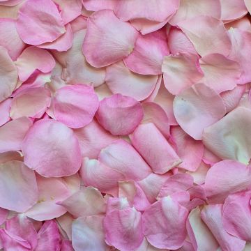 Rose Petals, Pink, Floral Background, 5K