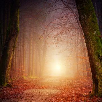 Fall, Morning light, Forest, Dirt road, Foggy, Autumn, 5K