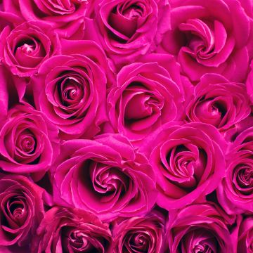 Pink Roses, Floral Background, Blossom, Backdrop, Spring, Texture, 5K
