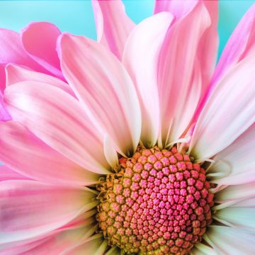 Pink Daisy, Macro, Flora, Petals, Blossom, Bloom, Spring, Closeup, 5K