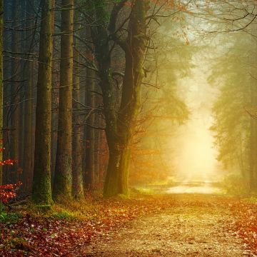 Fall, Forest, Dirt road, Autumn, Foliage, Light, Foggy