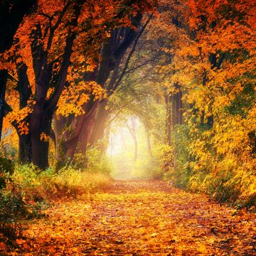 Forest, Dirt road, Maple trees, Autumn, Fall, Light, 5K