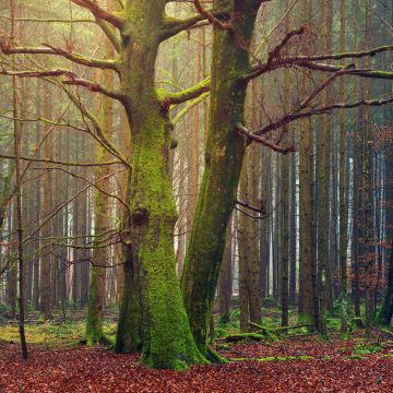 Fall, 5K, Forest, Trees, Daytime, Autumn