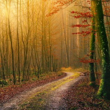 Autumn, Wilderness, Dirt road, Forest, Light, Atmosphere, Fall, Daytime, 5K