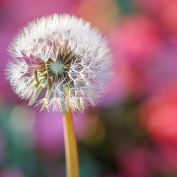 Dandelion flower, Blur background, Selective Focus, Bokeh, Closeup, 5K