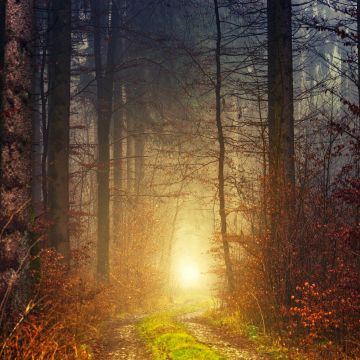 Autumn, Light, Atmosphere, Fall, Daytime, 5K, Forest, 