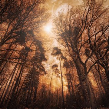 Woods, Forest, Tall Trees, Fire effect, Landscape, Digital composition, 5K