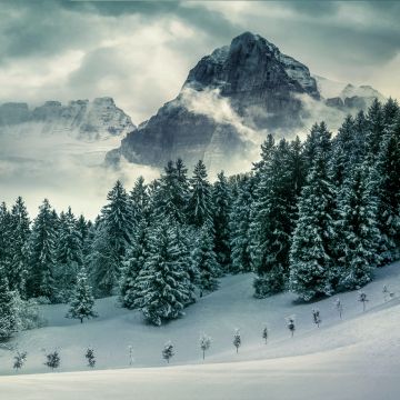 Pine trees, Winter, Forest, Mountains, Peak