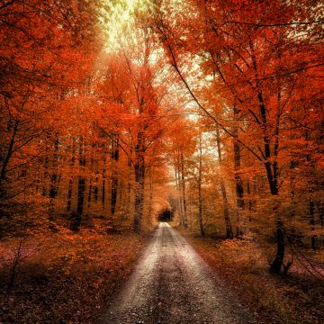 Autumn Forest, Passage, Dirt road, Seasons, Landscape, Scenery, 5K