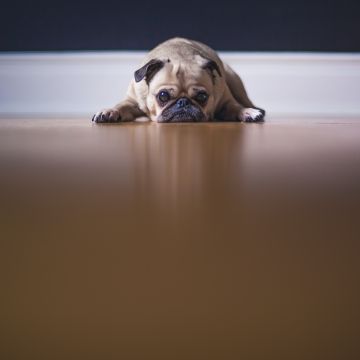 Fawn Pug, On the floor, Pet dog, Stare, Canine, Puppy, 5K