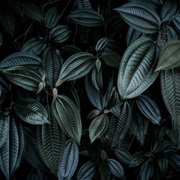 Leaf Background, Green leaves, Botanical, Low light Photography, 5K