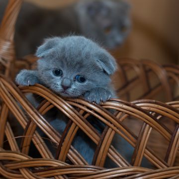 Russian Blue Kitten, Cat, Brown Basket, Pet, Kawaii, Feline, Sad, Mood, 5K, Brown aesthetic