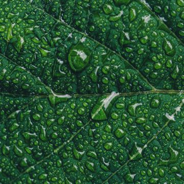 Green leaf, Water drops, Closeup, Macro, Pattern, Leaf Background, Greenery, Texture