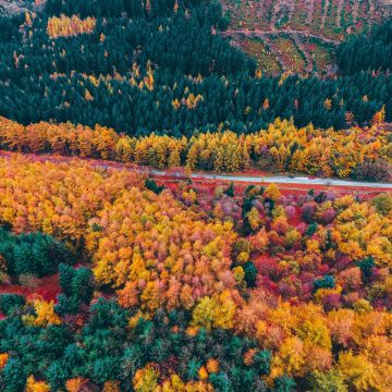 Autumn trees, Countryside, Foliage, Aerial view, Forest, Colorful, Road, Fall, Scenery, Landscape
