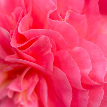 Pink flower, Bokeh, Petals, Closeup, Pink background, Flora, Vibrant, Blossom, Bloom, Spring, 5K