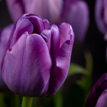 Purple tulips, Closeup, Macro, Bokeh, Blossom, Bloom, Spring, Garden, Petals, 5K