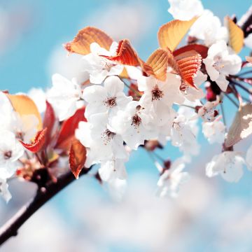 Cherry blossom, Cherry flowers, Spring, France, White flowers