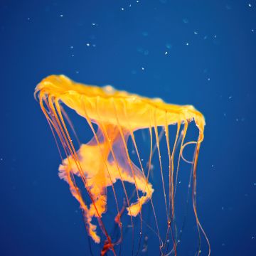 Jellyfish, National Aquarium, Baltimore, Maryland, Underwater, Blue background, Aesthetic