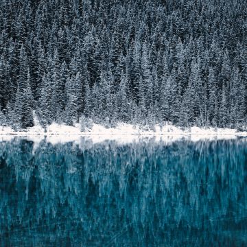Lake Louise, Winter, Cold, Reflections, Pine trees, Frozen, Snow covered, Turquoise water, Banff National Park, Canada