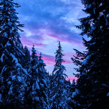 Snow covered, Pine trees, Winter, Forest, Sunset, 5K