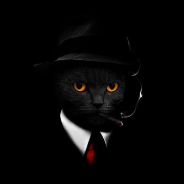 Black Cat, Black background, Hat, Suit, Cigar, Scary