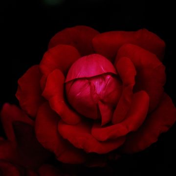 Hybrid tea rose, Red Rose, Black background, Rose flower