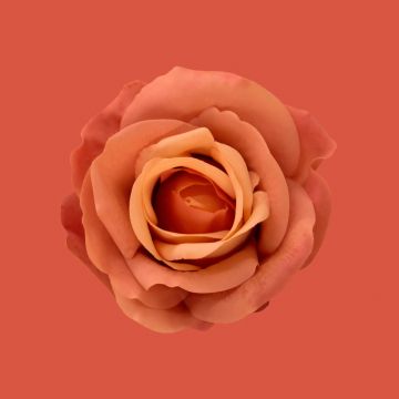 Orange Rose, Blossom, Petals, Closeup, Orange background, 5K, 8K