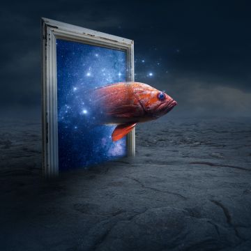 Orange Fish, Photo Manipulation, Fantasy artwork, Galaxy, Stars, Illustration, 5K