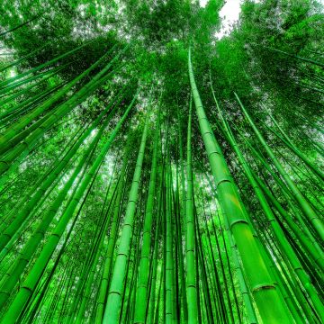 Bamboo Grove, Green background, Green leaves, Pattern, Tall Trees, 5K