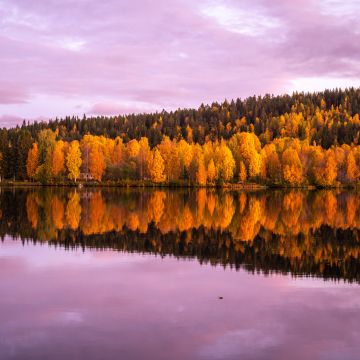 Autumn trees, 8K, Forest, Pink sky, Sunset, Reflection, Mirror Lake, Beautiful, Scenery, 5K
