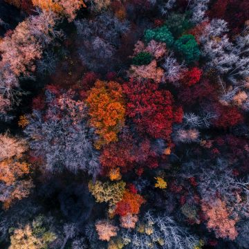 Autumn trees, Aerial view, Colourful forest, Fall Colors, 5K
