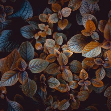 Leaves, Brown aesthetic, Plant