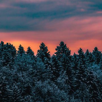 Winter, Pine trees, Evening sky, Dusk, Twilight