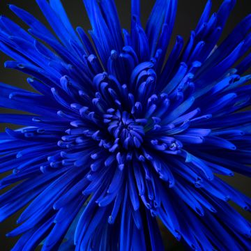 Blue flower, Chrysanthemum, Blossom, Closeup Photography, Bloom, Beautiful, 5K