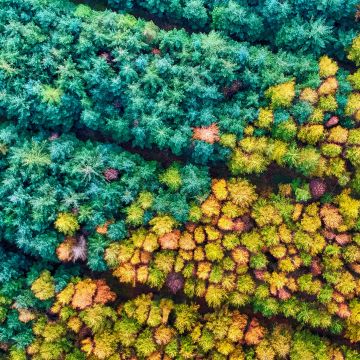 Autumn season, Mamhead Forest, Aerial Photography, Colourful, Autumn trees