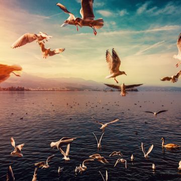 Seagulls, Lake, Flying birds, Seabirds, Swans, Morning sun, Sun light, 5K