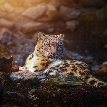 Snow leopard, Wild animal, Big cat, Portrait, Predator, Carnivore