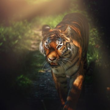 Tiger, Wild animal, Big cat, Forest, Staring, Predator, Carnivore, 5K