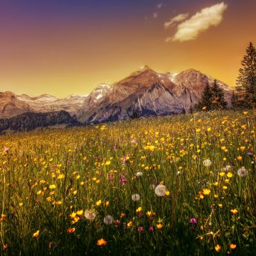 Buttercup field, Yellow flower, Alpstein, Mountain range, Evening sky, Landscape, Scenic, Clear sky, 5K