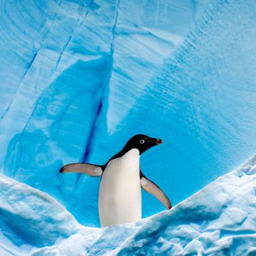 Penguin, Ice berg, Arctic, Antarctica