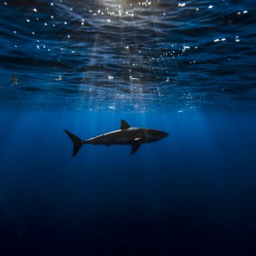 Great white shark, Underwater, Blue Ocean, Sea Life, Sun light, Blue background, 5K