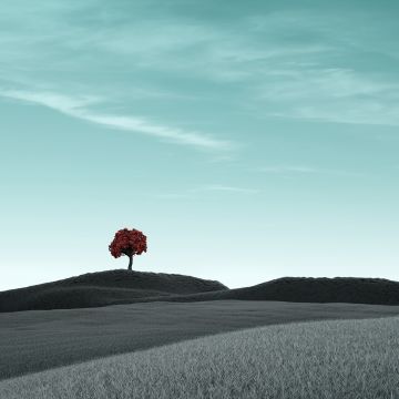 Lone tree, Clear sky, Surreal, Dry fields, Landscape