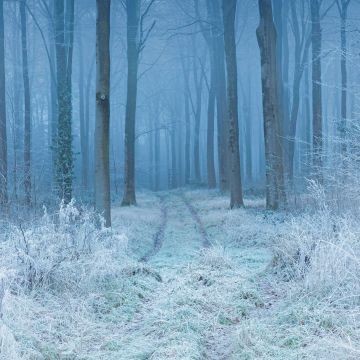 Winter, Forest, Frost, Mist, Path, Trees, Snow covered, 5K