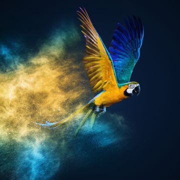 Blue-and-yellow macaw, Colorful background, Color burst, Macaw, Girly backgrounds